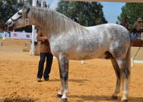 JACOBINO III, DE Y. VILLA GELY, SUBCAMPEON DEL CONCURSO